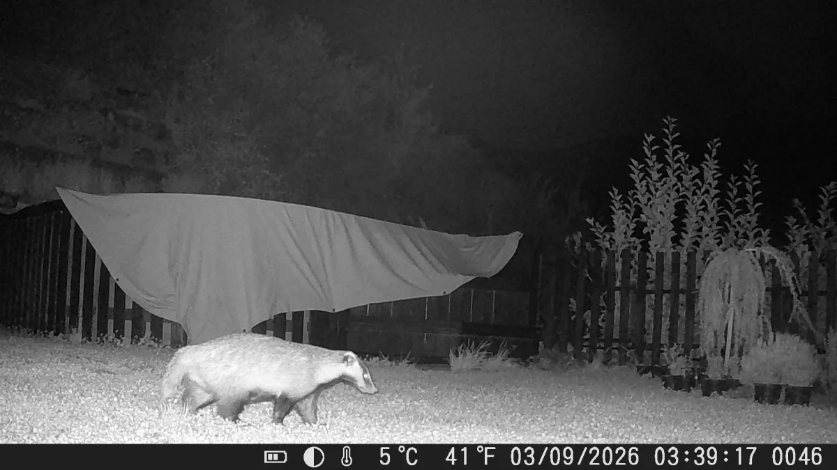 Badger at night on the grounds of a mountain cabin near Almaty — trail camera frame
